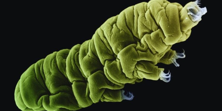 Extremophiles and the Secrets of Life's Limits